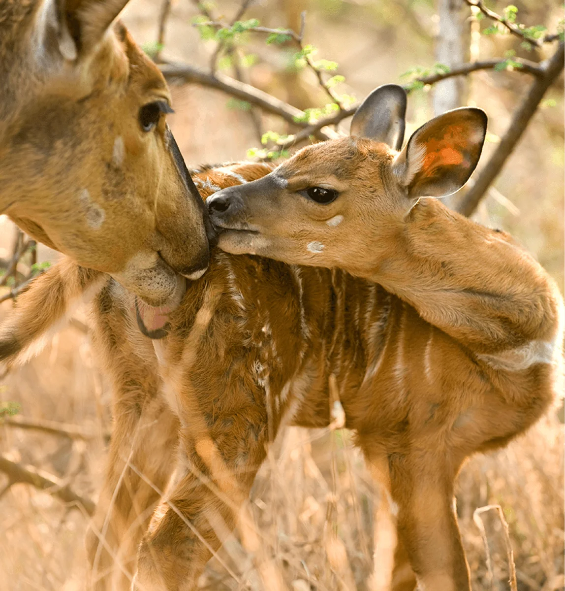 safari south africa 5 star