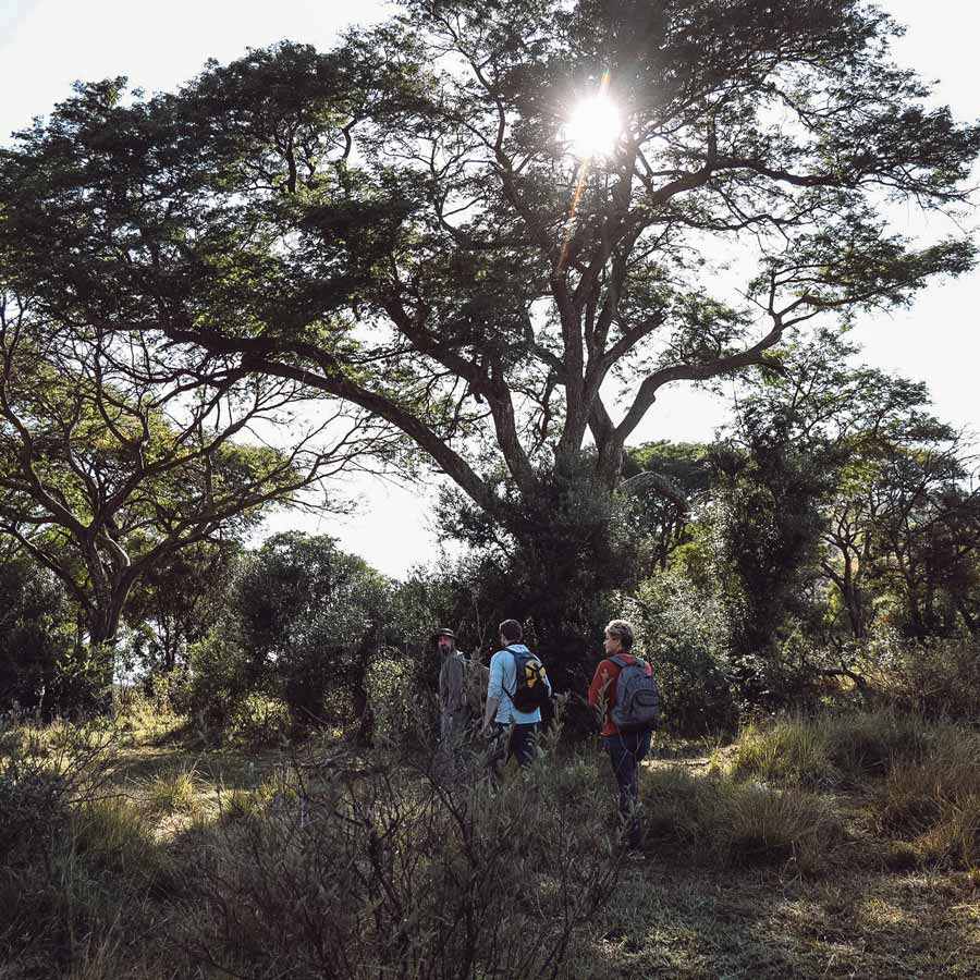 Walking on walking safari